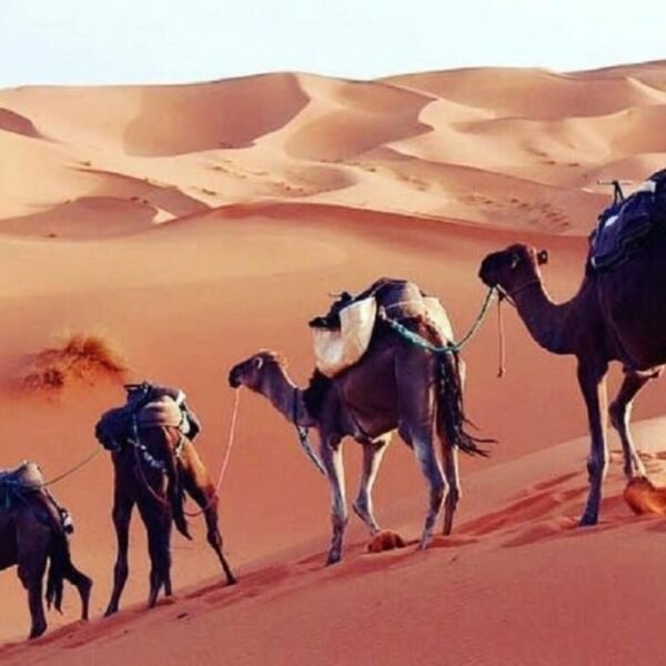 3 Days Sahara Desert Tour