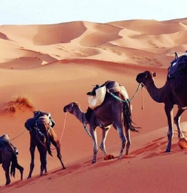3 Days Sahara Desert Tour